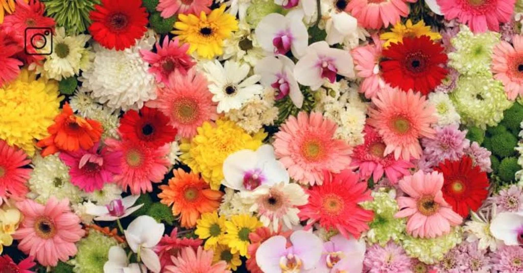 Aesthetic Caption for Flower