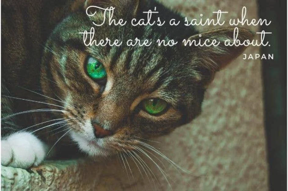 Caption for Cats