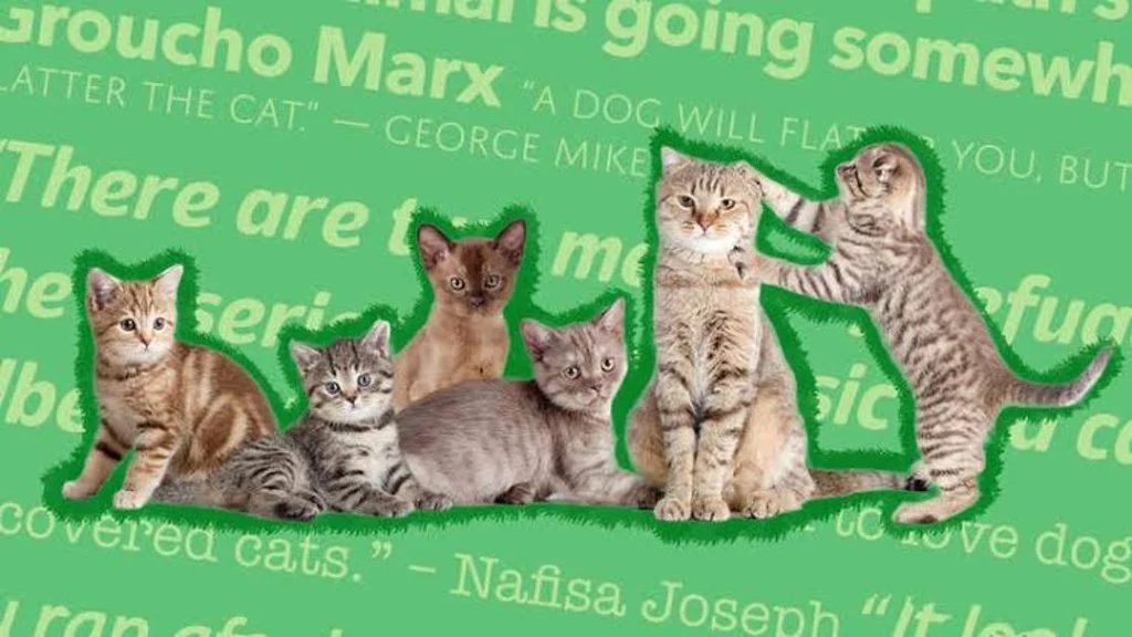 Cute Caption for Cats