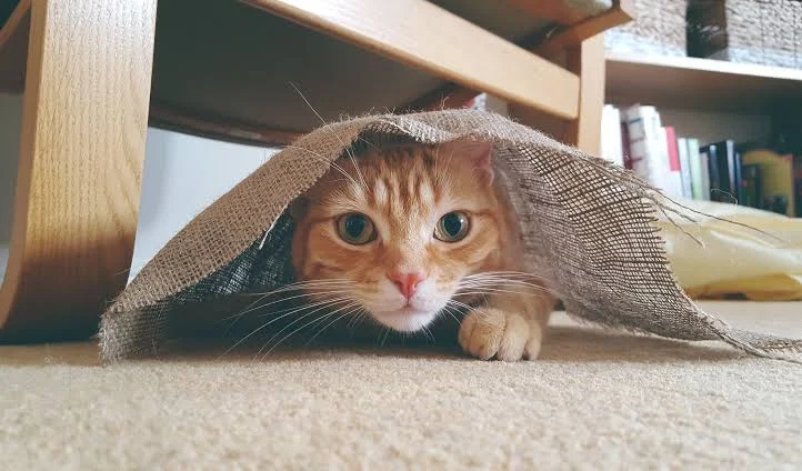More Trending Cat Captions for Instagram