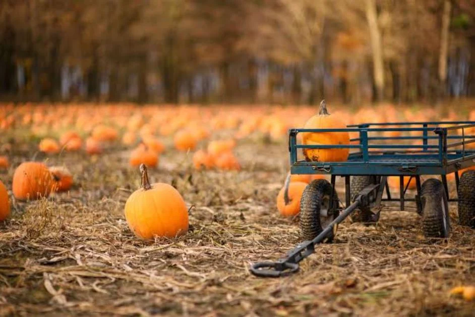 Pumpkin Patch Caption for Fall