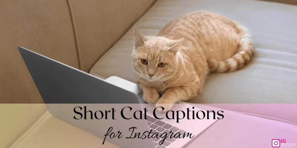 Short Caption for Cats